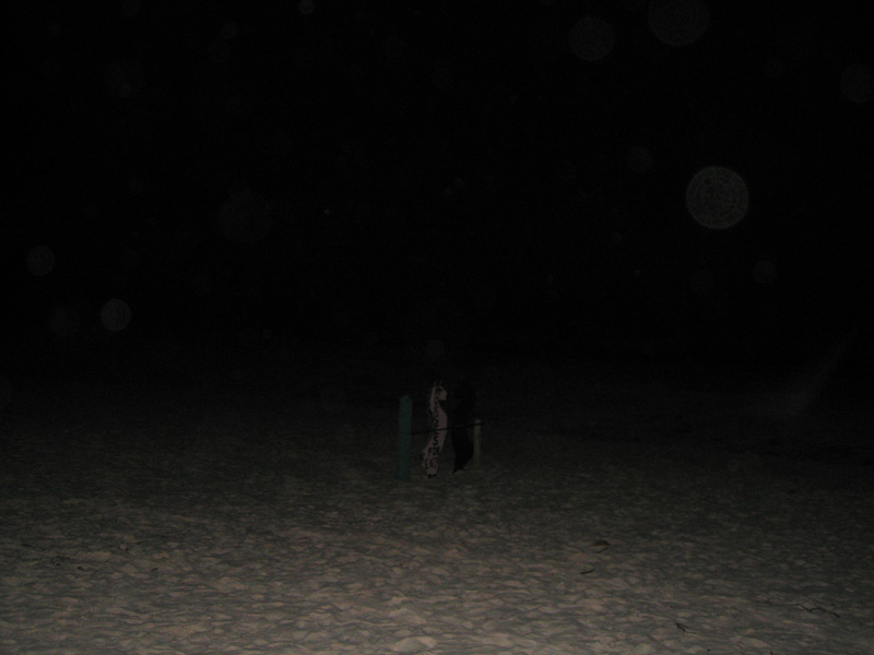 Spring Break 207